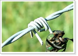 Barbed Wire